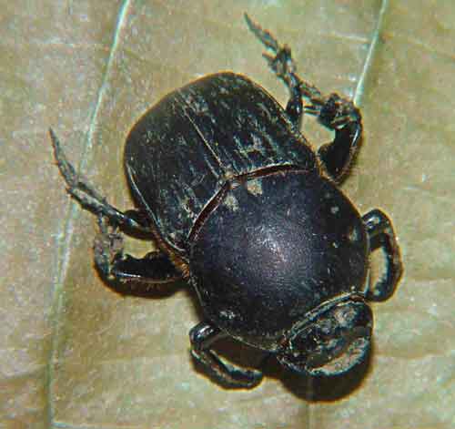 Other beetles